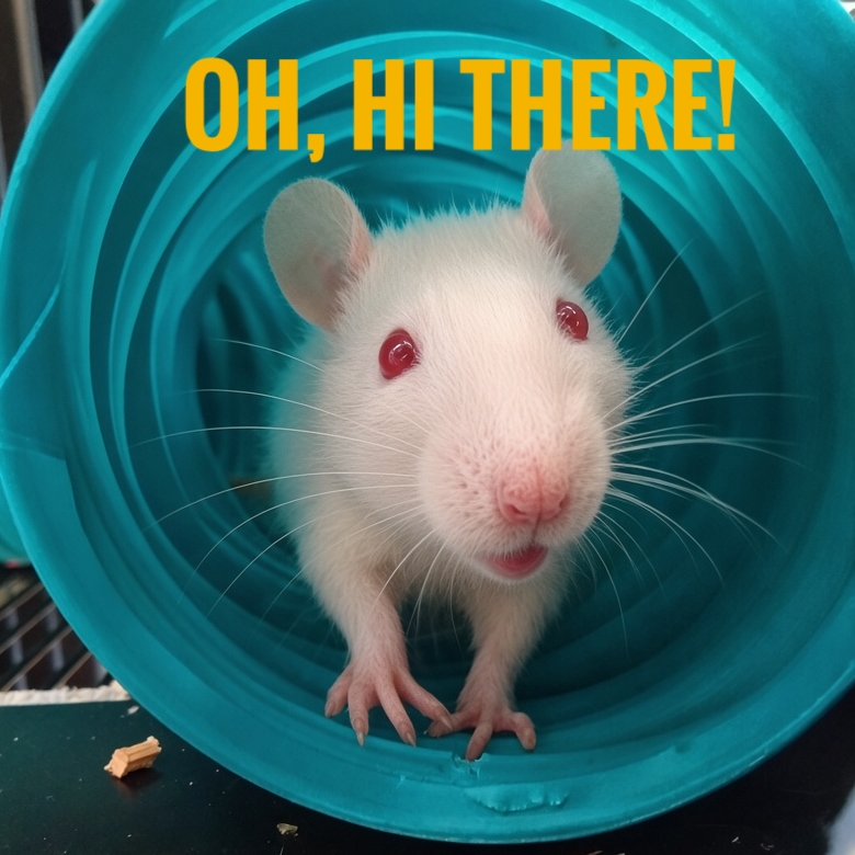 Greyleg666's tweet photo. Rori! 🐀❤️ https://t.co/ULqKXubRRz