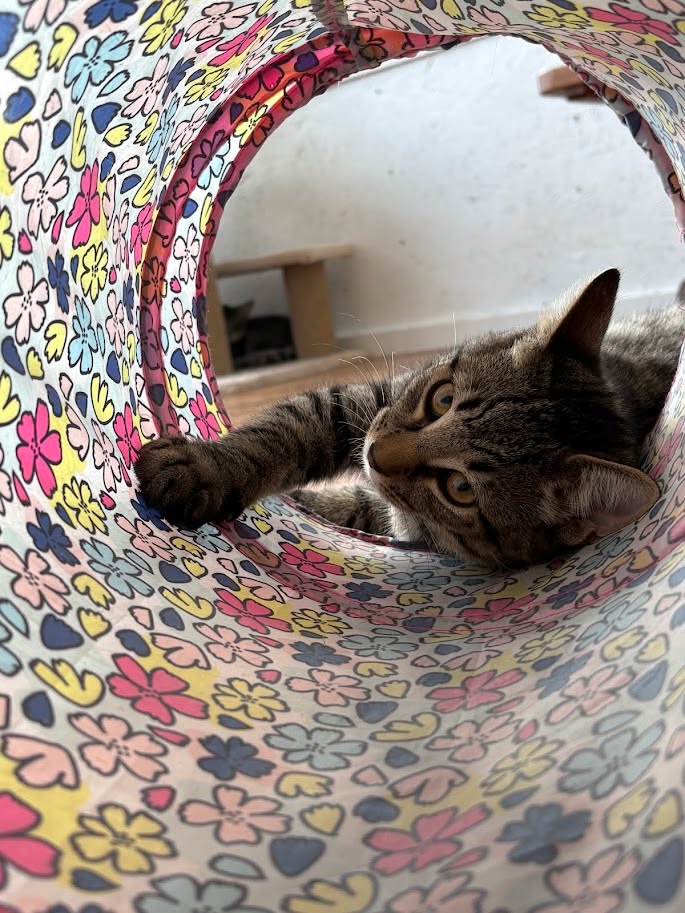 MeWowCatCafe's tweet photo. Someone heard the breakfast bowls! Good morning everyone! Hope you had a restful night. If you're looking for something to do today π» we open at 10 and the kitties would LOVE to see you! β€ of course we would too π½
#mewowcatcafe #catcafe #goodmorning #catlovers #kittylove https://t.co/Y7LUMm4KqW