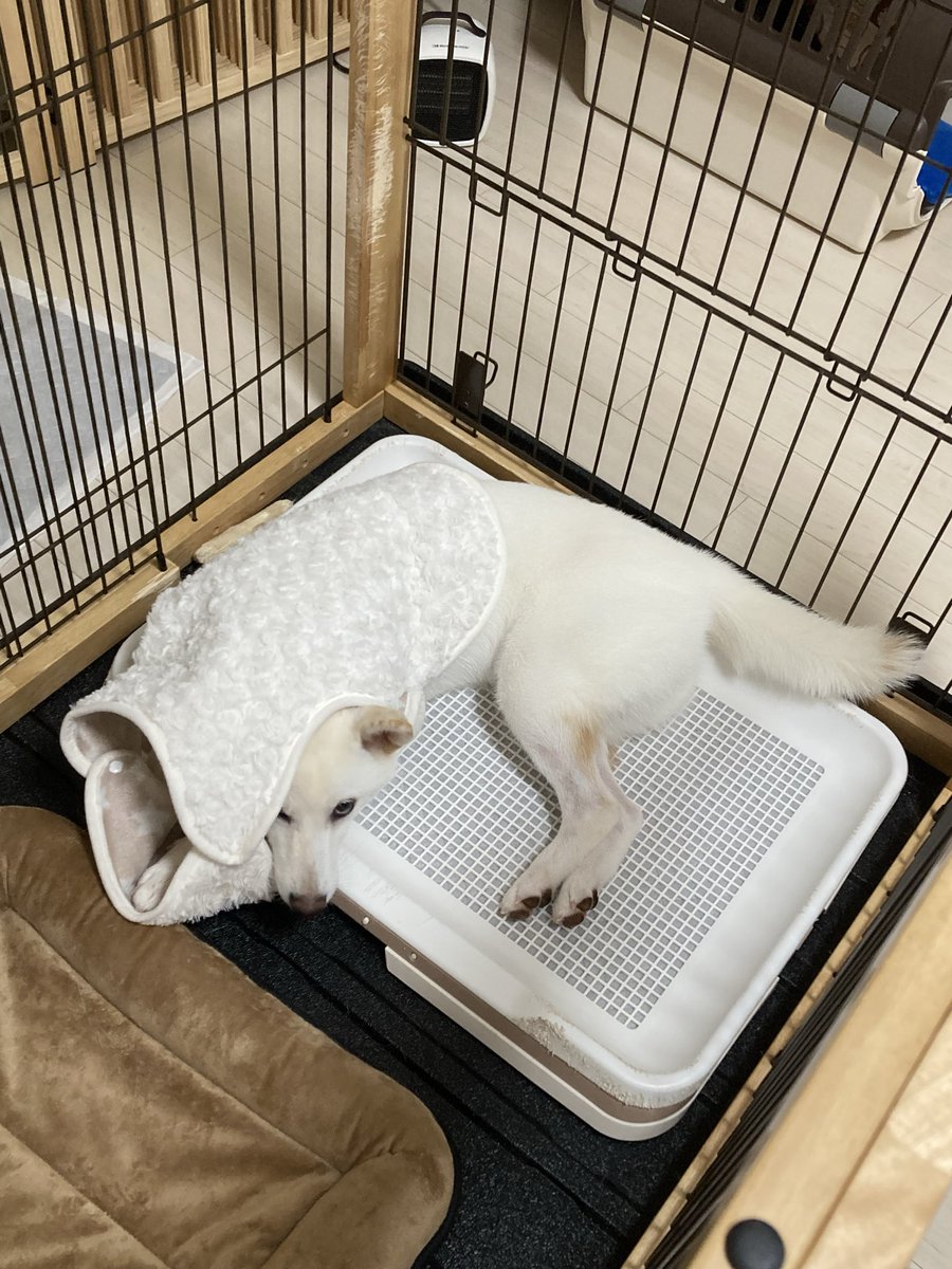 solic3636's tweet photo. 服が脱ぎたすぎる犬

 #柴犬 #白柴 #犬好き #柴犬好き #犬のいる生活 https://t.co/ey2t42DgD2