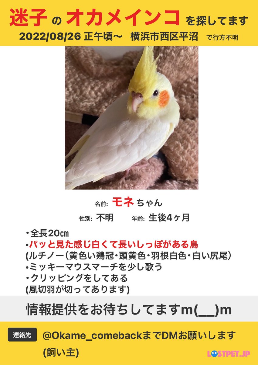 animal_rescue03's tweet photo. モネちゃん、1つの情報が家族の光になります…

2022年8月26日、神奈川県横浜市西区平沼で、オカメインコ（ルチノー）のモネちゃん（生後4ヶ月）が迷子になりました。

見かけた方、保護された方はご連絡下さい。
どんな情報でもお待ちしています。

DM または @Okame_comebackまでお願いします🙏
#迷子インコ #オカメインコ #横浜市 #神奈川迷子 #拡散希望