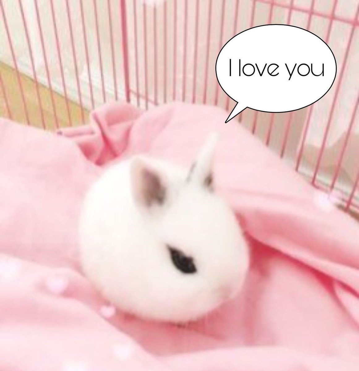 Bunnies's tweet photo. https://t.co/SNRXstKLvK