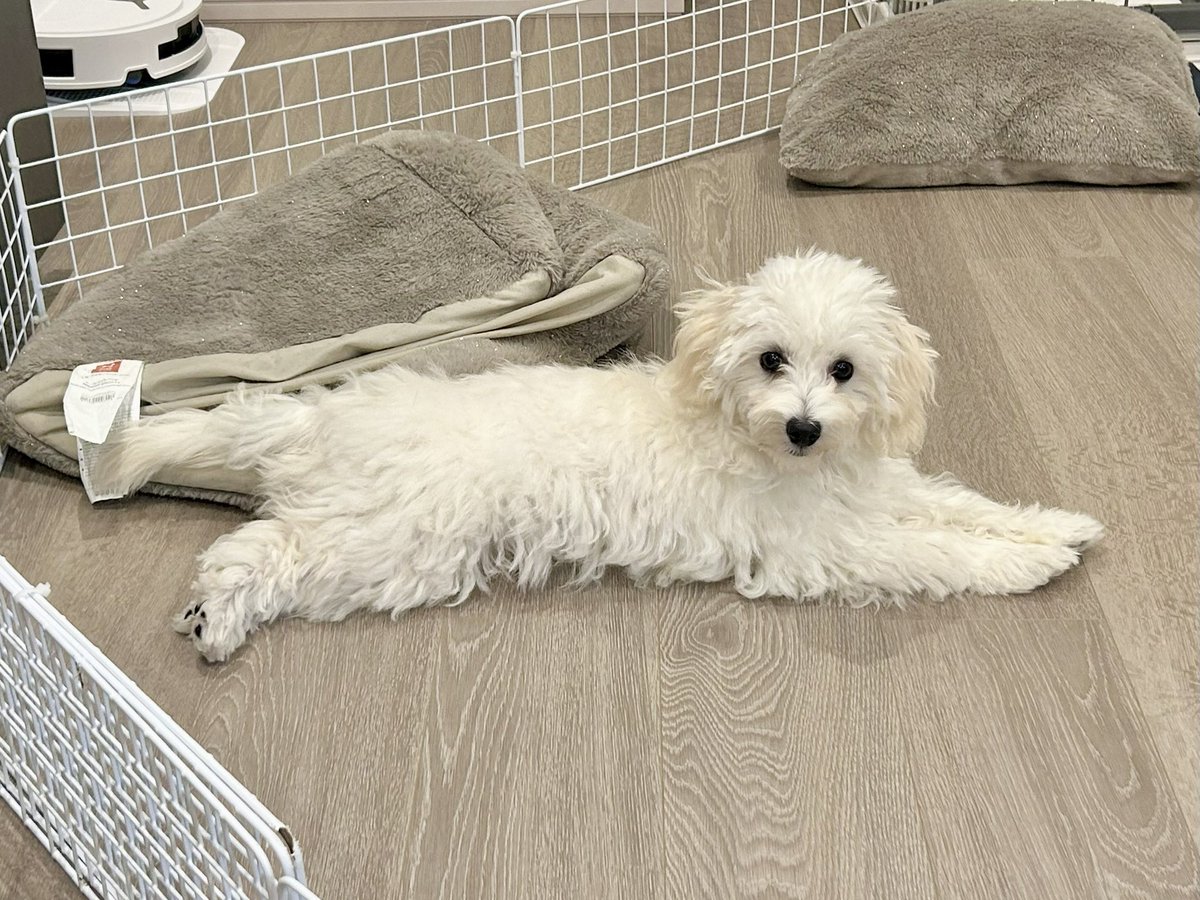 0pirune's tweet photo. なんか長い犬 https://t.co/oOXY4VuadW