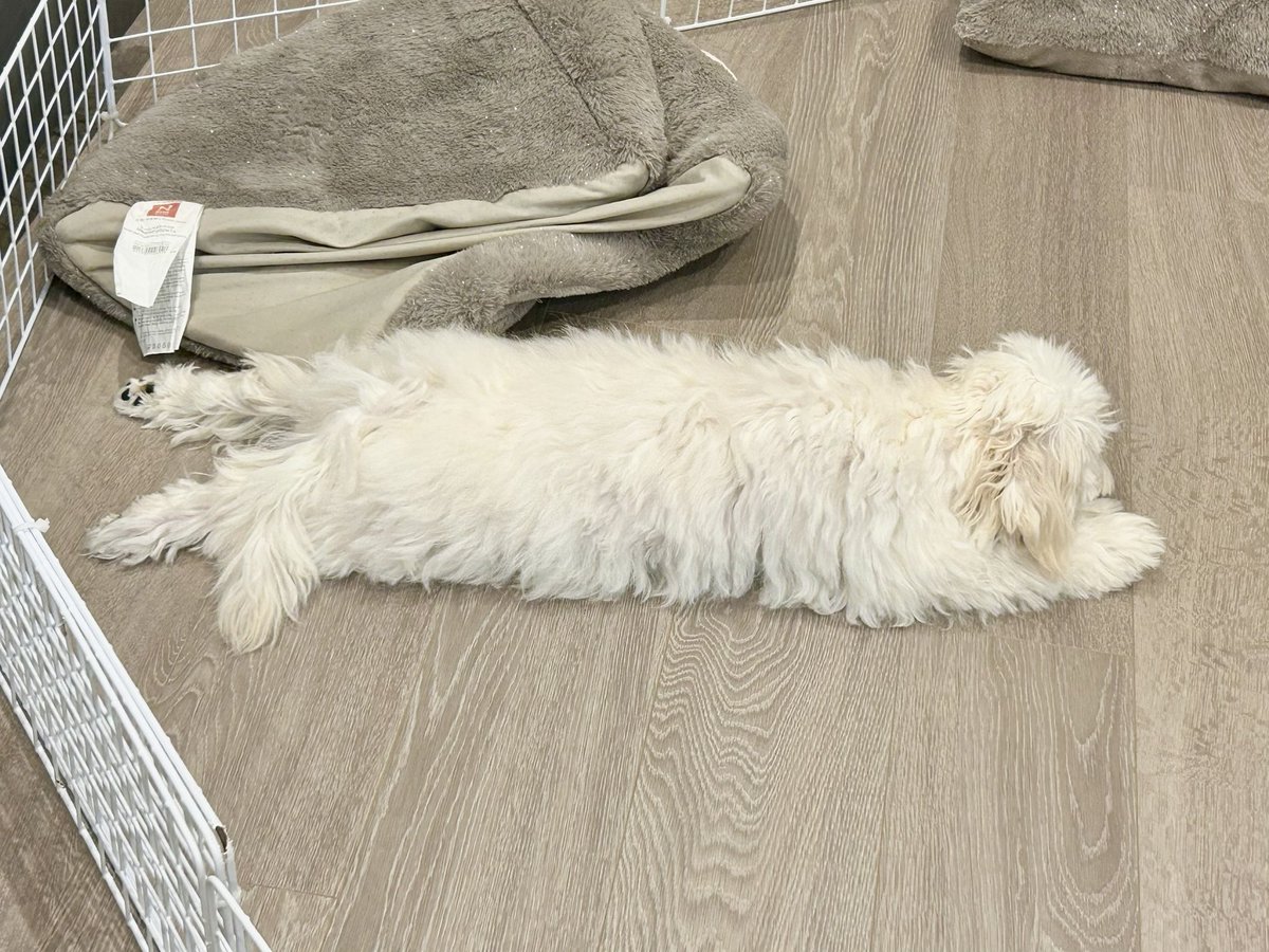 0pirune's tweet photo. なんか長い犬 https://t.co/oOXY4VuadW