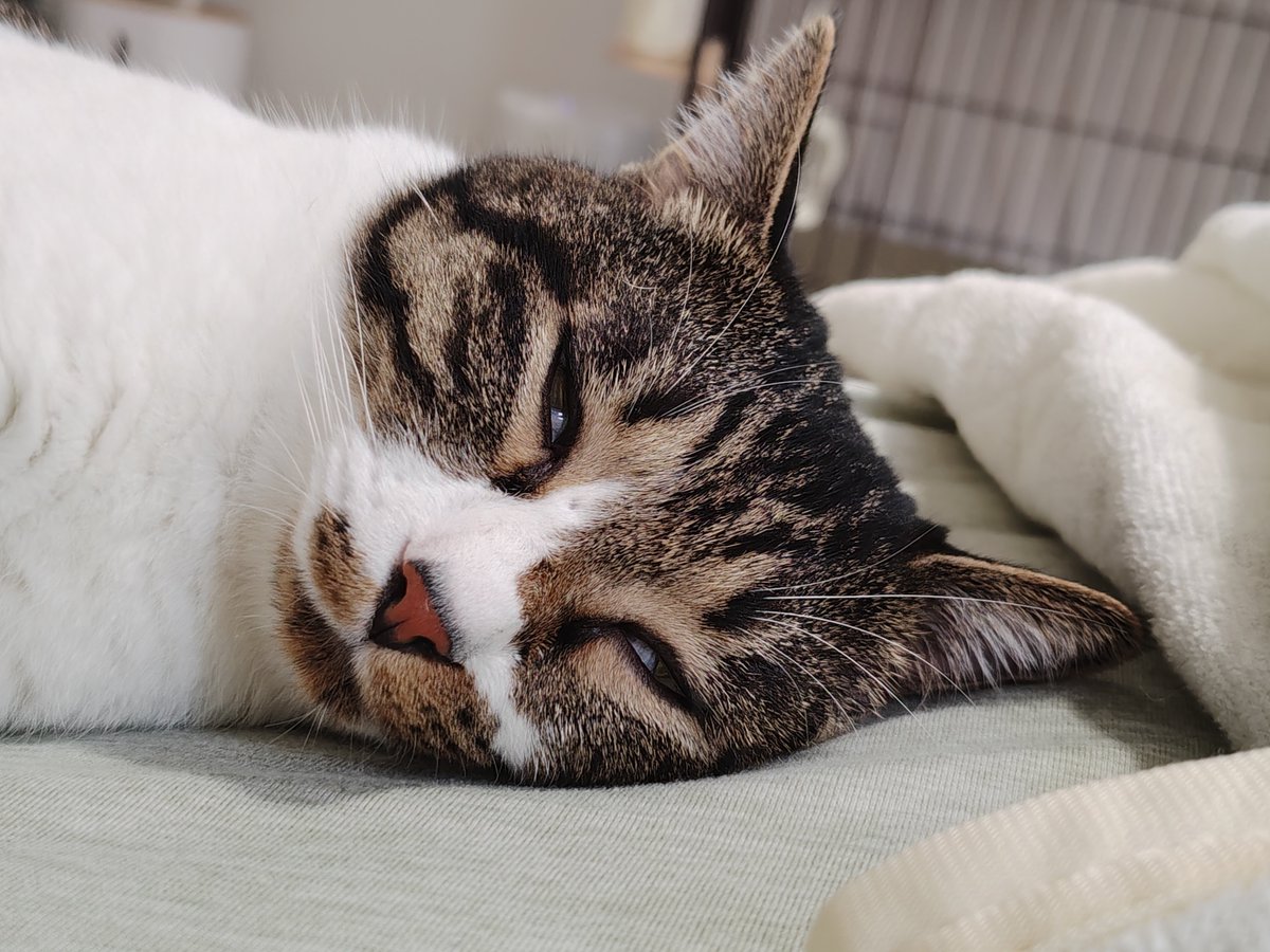 nicopeta's tweet photo. ねこ、（たぶん）3歳くらいになった
ｵﾒﾃﾞﾄ🫶 https://t.co/zP7MuY9oAc