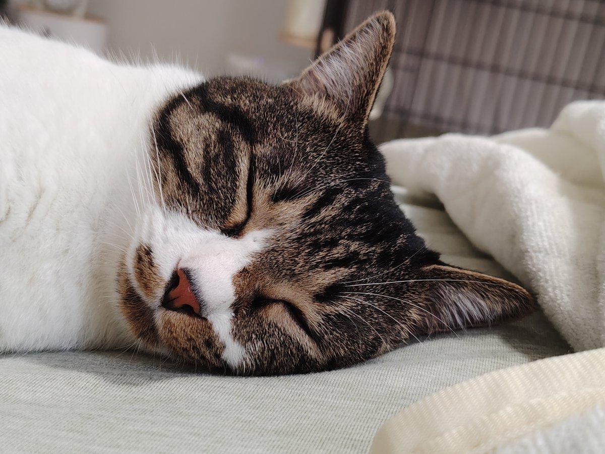 nicopeta's tweet photo. ねこ、（たぶん）3歳くらいになった
ｵﾒﾃﾞﾄ🫶 https://t.co/zP7MuY9oAc