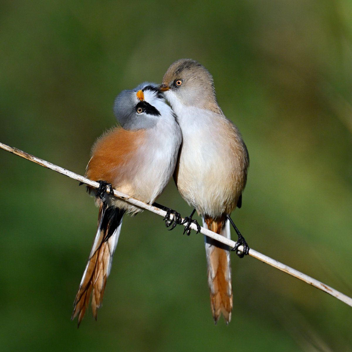 DavidTBrooker's tweet photo. Moustache trimming on the marshes this morning 04/10/26 This pair of Beardies were clearly in love  this morning.  They left the group and carried on preening each other for several minutes before heading away I was so privalidged to witness it bought a tear to my eye https://t.co/u07VSn3aOI