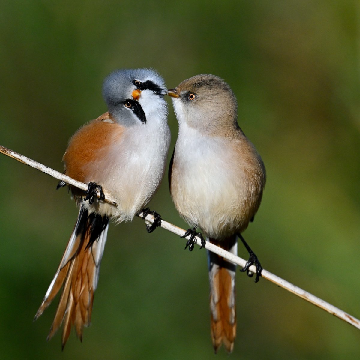 DavidTBrooker's tweet photo. Moustache trimming on the marshes this morning 04/10/26 This pair of Beardies were clearly in love  this morning.  They left the group and carried on preening each other for several minutes before heading away I was so privalidged to witness it bought a tear to my eye https://t.co/u07VSn3aOI