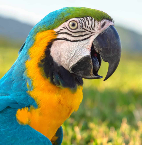 doogadoo11's tweet photo. When I see people post "Free Palestine"

I automatically assume they look like this

They have no idea what they're talking about, they're just repeating a slogan like a parrot https://t.co/Fz5zlJgq8g