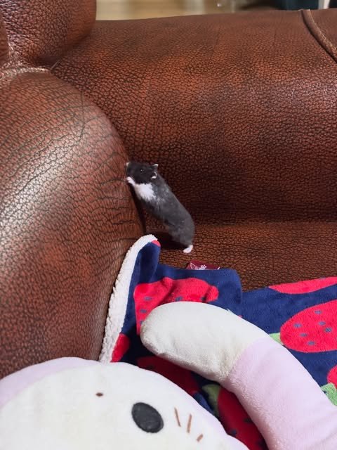 TweetsOfHamster's tweet photo. https://t.co/VznQ7uOD23