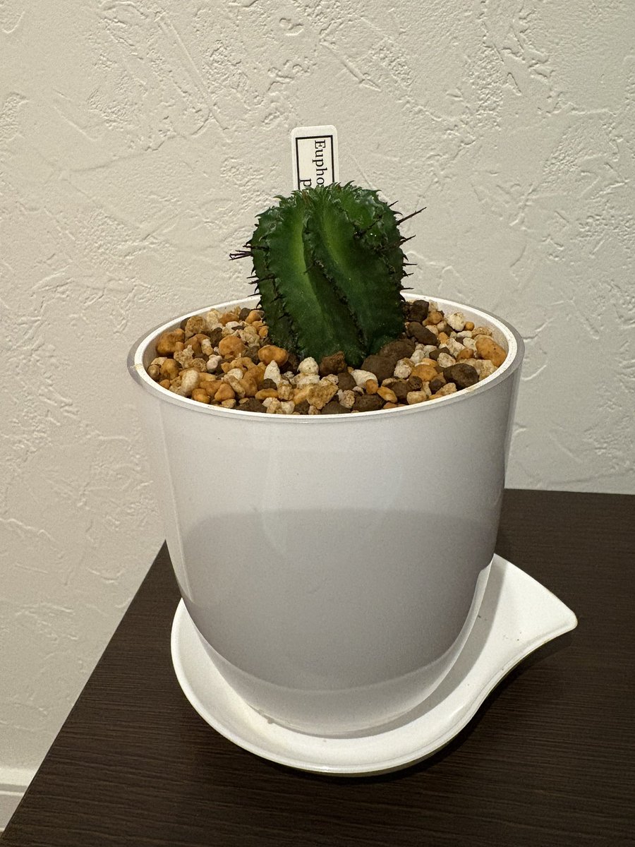 031111kou's tweet photo. 部屋に緑を置いてみた🌵 https://t.co/B1WSN614he