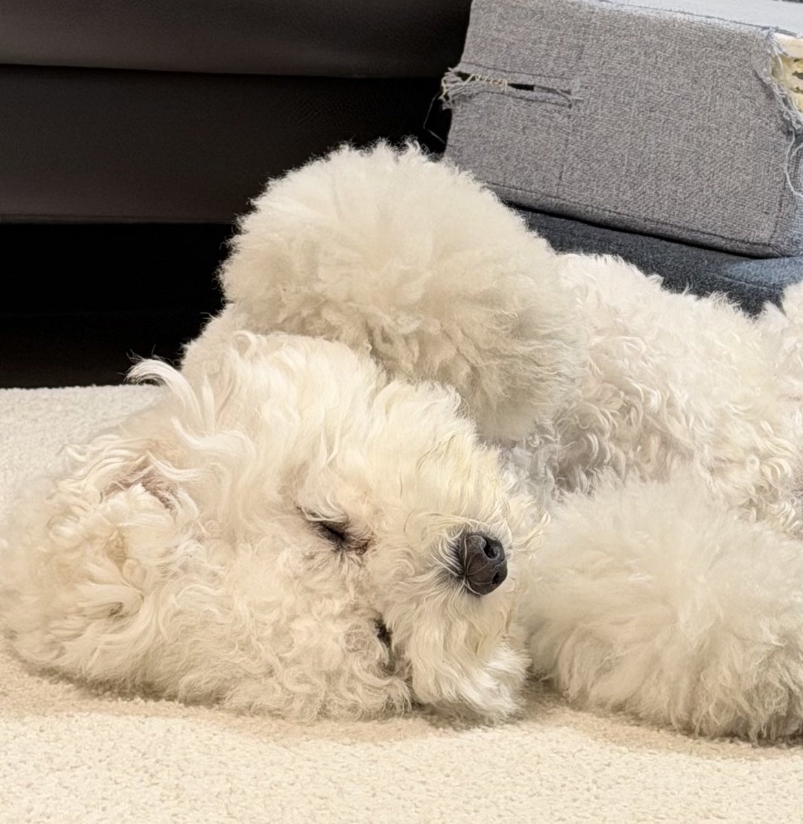 nuthakumochi's tweet photo. 熟睡タイム💤 https://t.co/DdnI9njry8