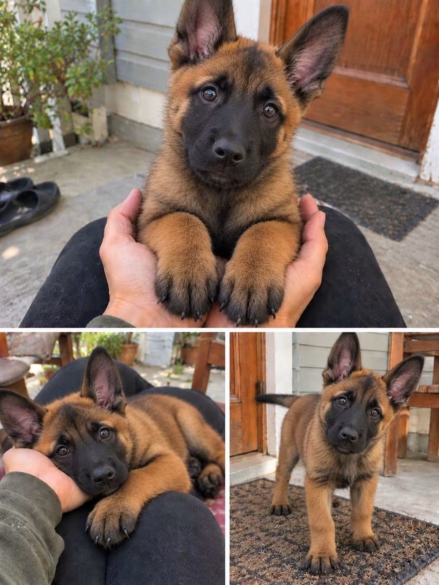 malinoisdog07's tweet photo. Would you take him home? YES or NO 👇😍 https://t.co/WTmJIYWd3T