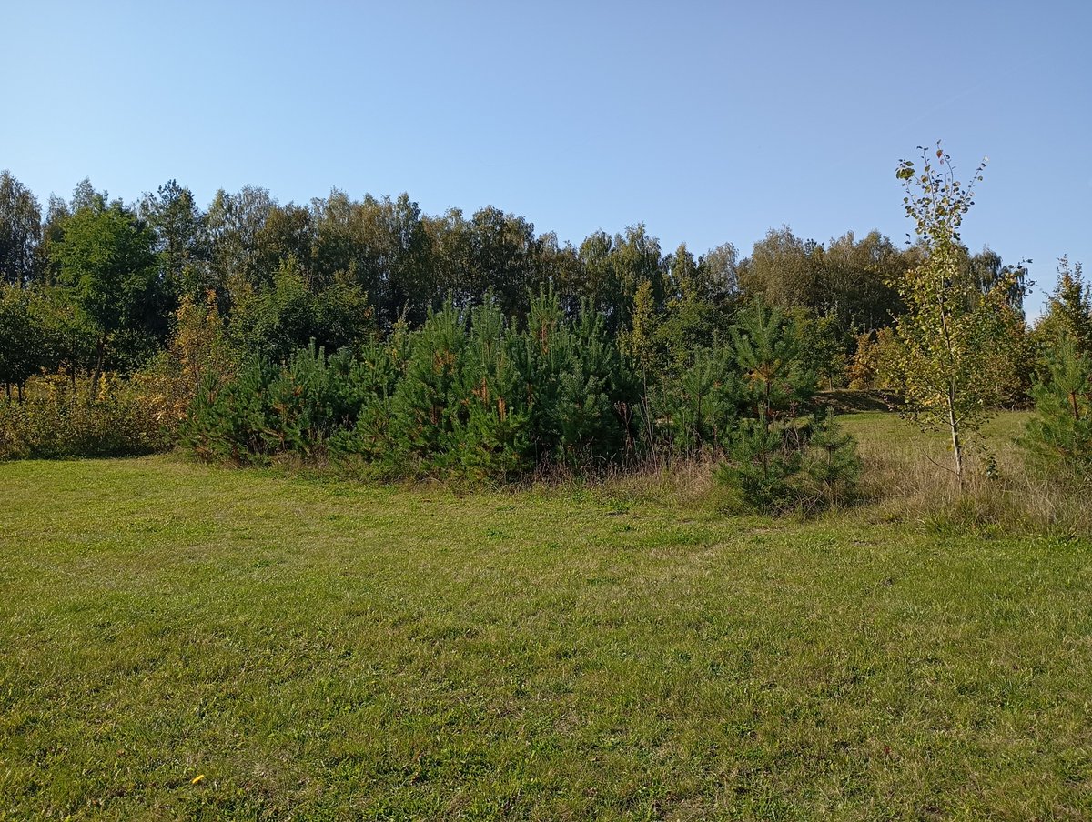 bapstylek's tweet photo. 4 października. Pogoda lepsza niż w lipcu, nad nami klucze odlatujących ptaków, a my w środku lasu pod Olsztynem uskuteczniamy smażink w strojach plażowych. 
Fajowej niedzieli. Nabierajcie sił, bo jutro idziecie do fabryk i biur, a my mamy labę. 😁 https://t.co/yQsUOxtFJ9