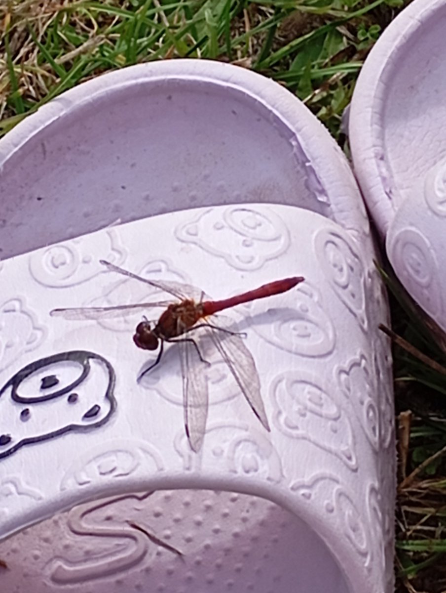bapstylek's tweet photo. 4 października. Pogoda lepsza niż w lipcu, nad nami klucze odlatujących ptaków, a my w środku lasu pod Olsztynem uskuteczniamy smażink w strojach plażowych. 
Fajowej niedzieli. Nabierajcie sił, bo jutro idziecie do fabryk i biur, a my mamy labę. 😁 https://t.co/yQsUOxtFJ9
