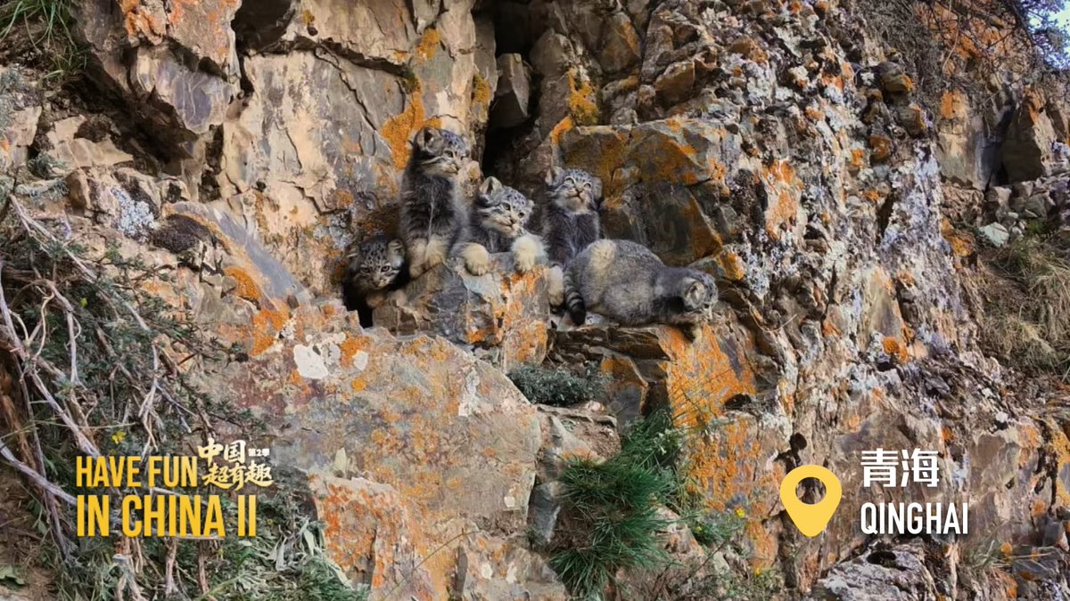 mggjrb's tweet photo. Have Fun in China II | Hubei Milu Deer Keep Making New Friends
In Shishou, Hubei Province, rangers are dedicated to the task of protecting the local milu deer - a mission that has inspired  nearby villagers make more room for the flourishing herds to roam. https://t.co/LeXp1vhO8Y
