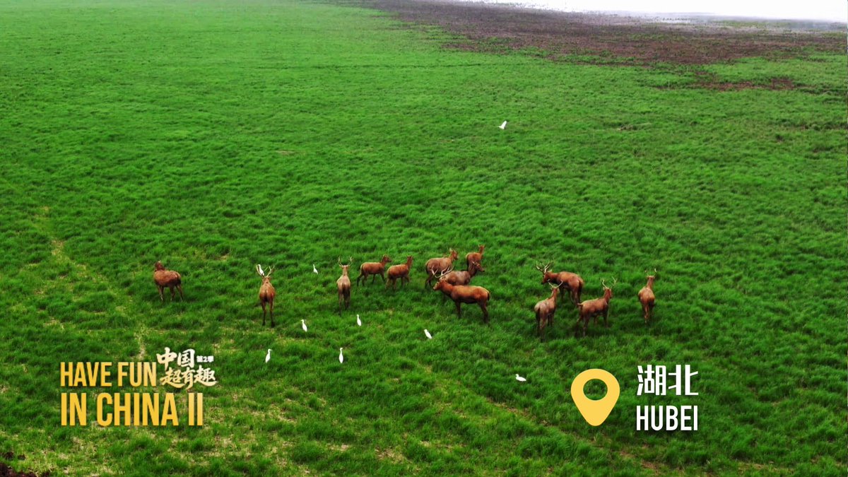 mggjrb's tweet photo. Have Fun in China II | Hubei Milu Deer Keep Making New Friends
In Shishou, Hubei Province, rangers are dedicated to the task of protecting the local milu deer - a mission that has inspired  nearby villagers make more room for the flourishing herds to roam. https://t.co/LeXp1vhO8Y
