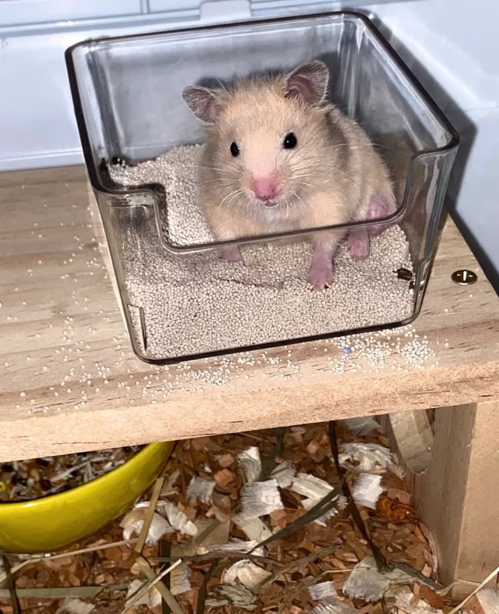 azaelovein's tweet photo. Nangis banget masa ada bagcharm hamster persis aslinya gini, mana packingnya kegencet gitu 😆😂 https://t.co/HDLTsvBvKH