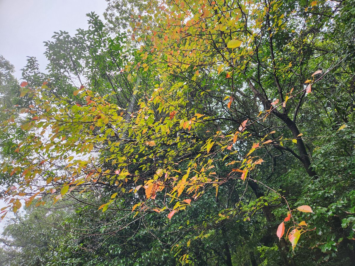 nobushigesanad2's tweet photo. こんばんは
午後に少し出かけて、山の麓の神社では一緒にお参りされていて、奥の池では来られている方々がいらっしゃいました https://t.co/mio0U7Stig