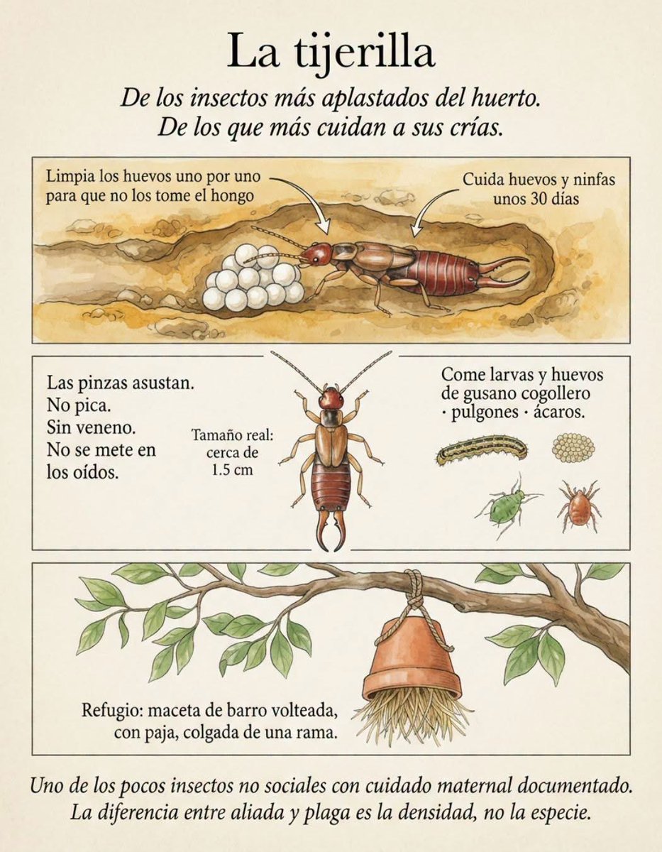 ChileHuerta's tweet photo. Cuida a las tijeretas o tijerillas https://t.co/BP6IaXbbot