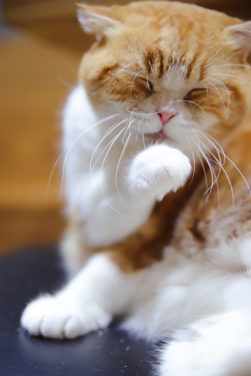 GrantDixonsgry's tweet photo. [I noticed a cute cat wipe its paw, it’s so comfortable!]， https://t.co/j3igR8wR9J