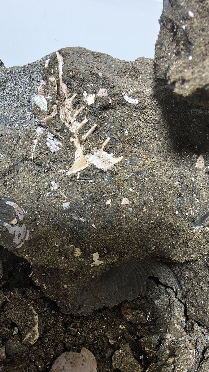 cymatoceras's tweet photo. 宮崎の小割してたら出てきたんだけど破片なんだよな https://t.co/pUCdkKMiqV