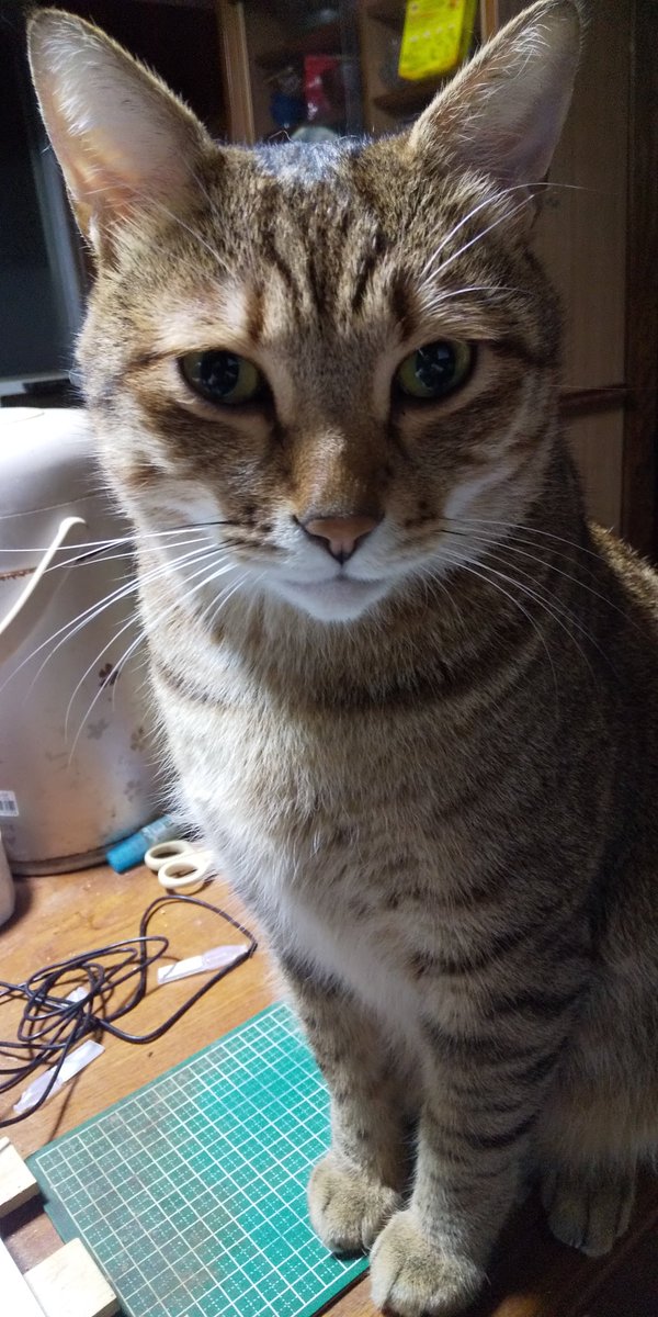 kurohigechibi's tweet photo. 淀くん、いつでもわしのすぐ側に居て、愛嬌を振り撒いてくれます。
艦これしてたらマウスを持つ手に頭突きしてきたり😅

…いずれ来る、淀くんとの永遠の別れが今から怖いです。
淀くんのいない世界、わしは耐えることができるだろうか…。 https://t.co/xdN3SkZ6pf