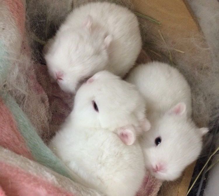 AdorbleAnimals tweet picture