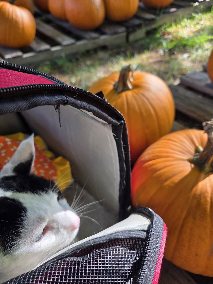 TheSprinklesCat's tweet photo. We went to pick out pumpkins 🎃 for a fundraiser for a local pet shelter. My sisfur + I each got our own pumpkin 🎃! Hope mew have a purrfect #FundaySunday! #Cowcat #CatsOfTwitterX #AdoptDontShop #StaySafeFurrends https://t.co/4rbsXh68xp