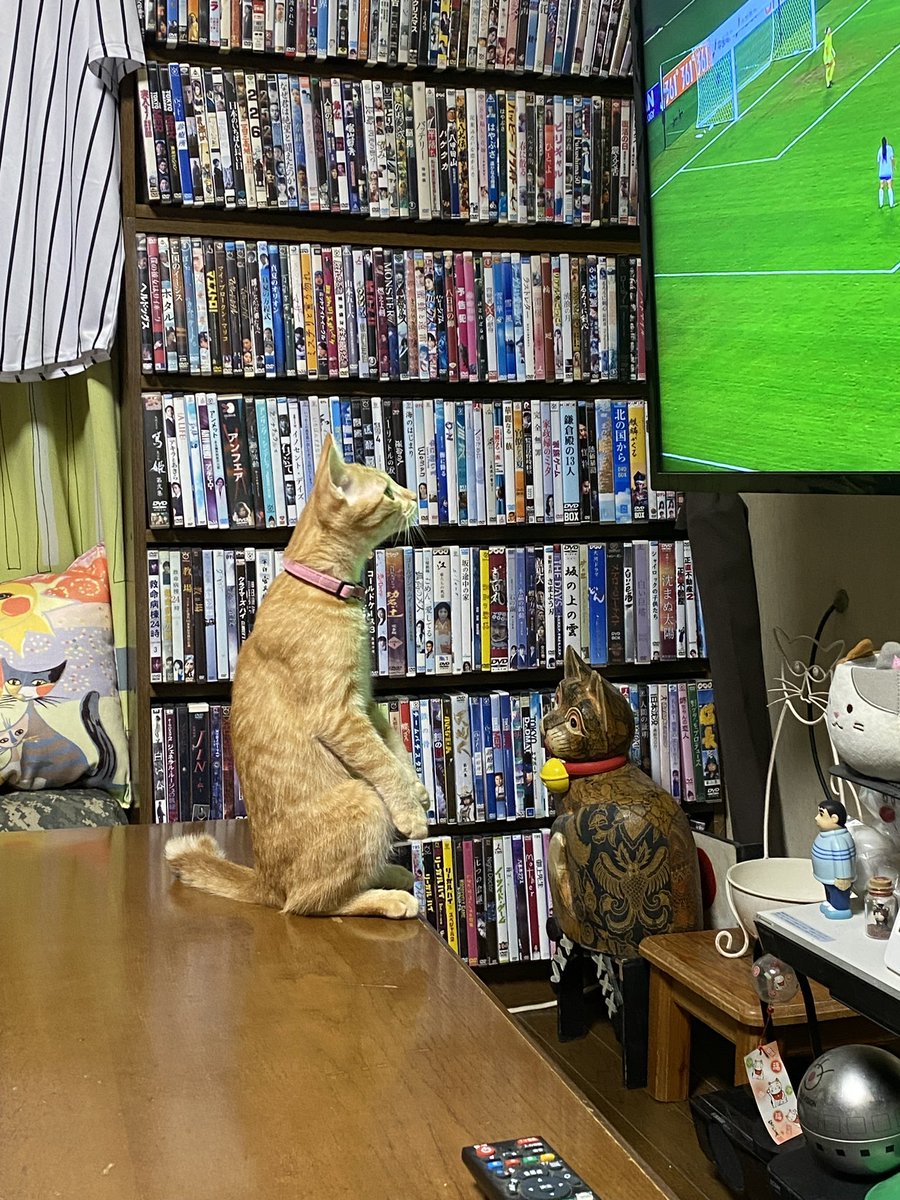 BintangSyuko's tweet photo. Dia sedang melihat TV📺笑
#猫
#マレーシア語 https://t.co/EOK99lhcK3