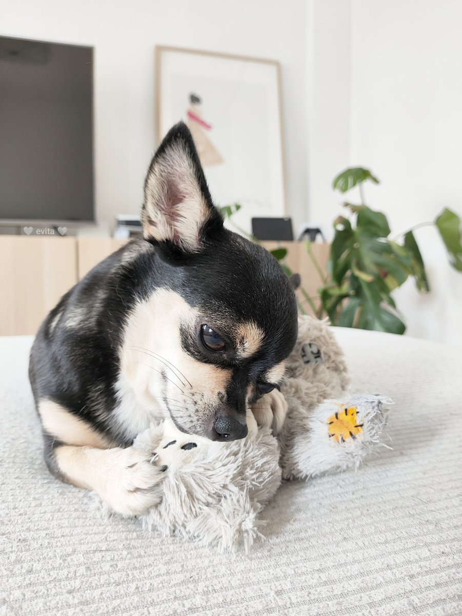 Serrano_Arqui's tweet photo. Domingos grises que se llenan de luz contigo. 😍
Morisión de amor.
Pequeña Lila.
#SlowLife #SlowTime #Otoño #CozyAutumn https://t.co/tMlMUnwMJE