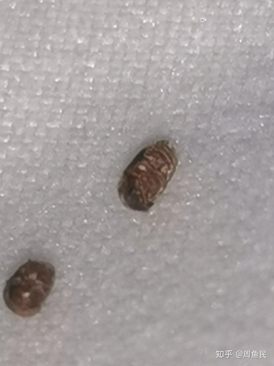 LandonSantl7m2's tweet photo. [I just found a small beetle on the old wooden window, its tough shell with a hint of mold on the corner, looking like it's been there for a while.]， https://t.co/F5sEStTwSR