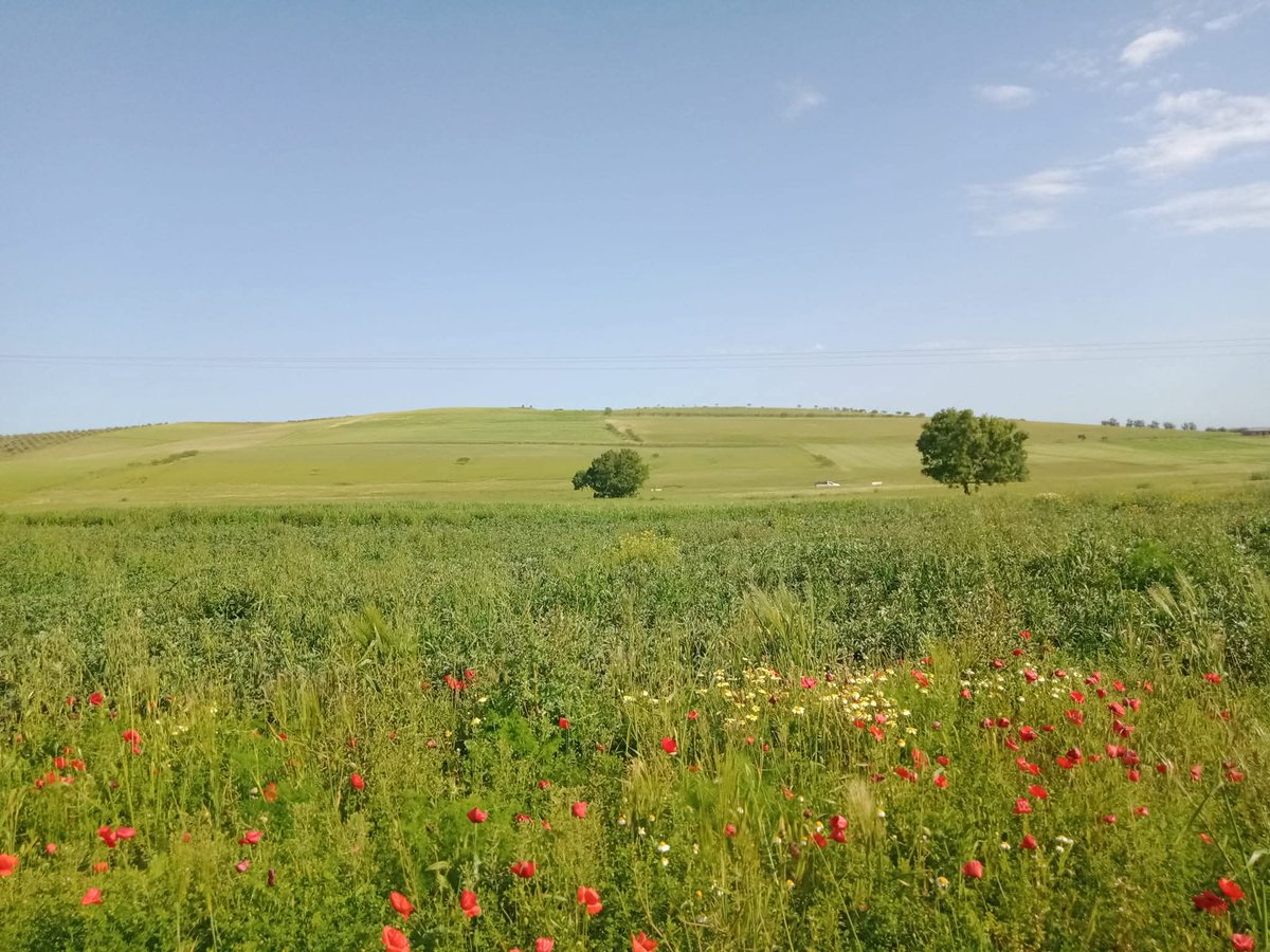 dzMahdjoub's tweet photo. •
🌿 ربيع 2021 جبال الظهرة 
#الجزائر 
#رمضان
#صباح_على_ندى https://t.co/m6OwG9uANj