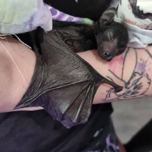 battwting's tweet photo. zzzz https://t.co/mJL4LfWeSE