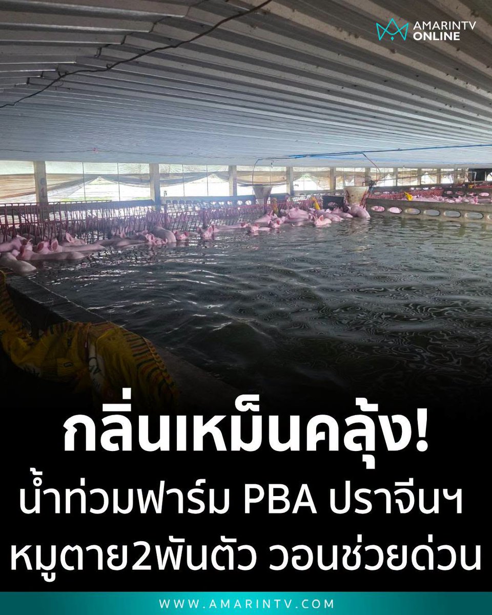 TarotYouuuu's tweet photo. ทุกคนครับ น้ำท่วมปราจีนบุรี ตอนนี้หนักมาก น้ำท่วมฟาร์มหมูตายแล้ว 2,000 ตัว หน่วยงานต่างๆ รีบเข้าไปช่วยน้องด้วยนะครับ สงสารน้องมากจริงๆ !!!!!

#น้ำท่วมปราจีนบุรี
#น้ำท่วม #น้ําท่วม2569 https://t.co/oBNp0Sw5CJ