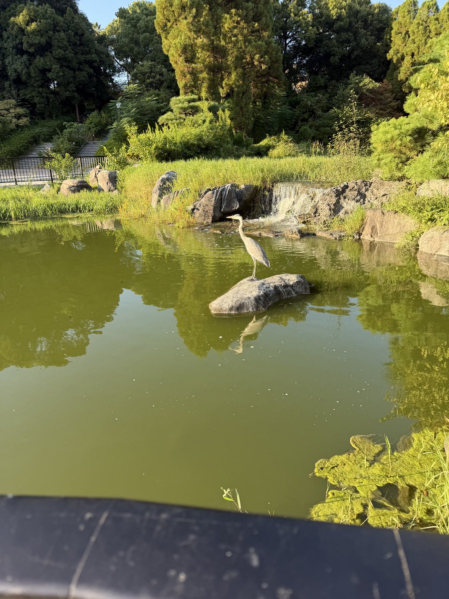 fui_t's tweet photo. 昨日、鶴見緑地。翡翠いるかな⁈鷺しかおらんかった。
鷺がおるから翡翠現れない。長雨の後で池の水も濁ってた。
ひっつき虫は沢山‼︎ https://t.co/S9Yeor8Exc