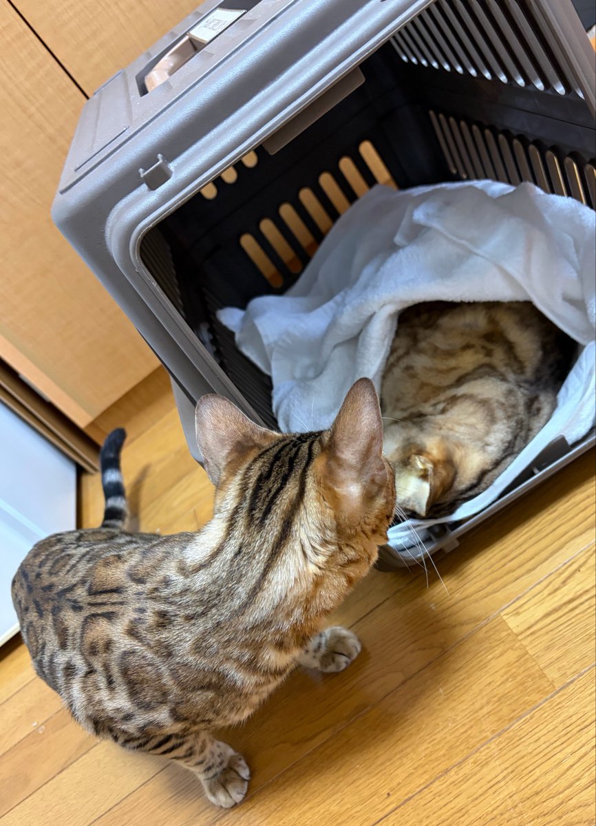 Tyler_D_0111's tweet photo. 2026.10.3らむね永眠🌈
1か月入院、先生もがんばってくれたんですが帰ってこれなかったです... https://t.co/Am1SpfO1EE
