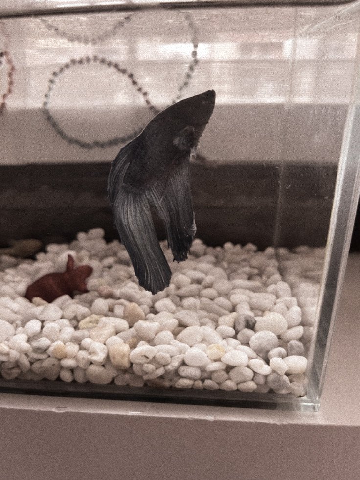 Salirayah's tweet photo. ⠀ 
⠀ 
Mengantarkan teman baru untuk Mbak Meera dan Mas Eric. 🐠💙
⠀ 
⠀ https://t.co/CDpDwp7g0o