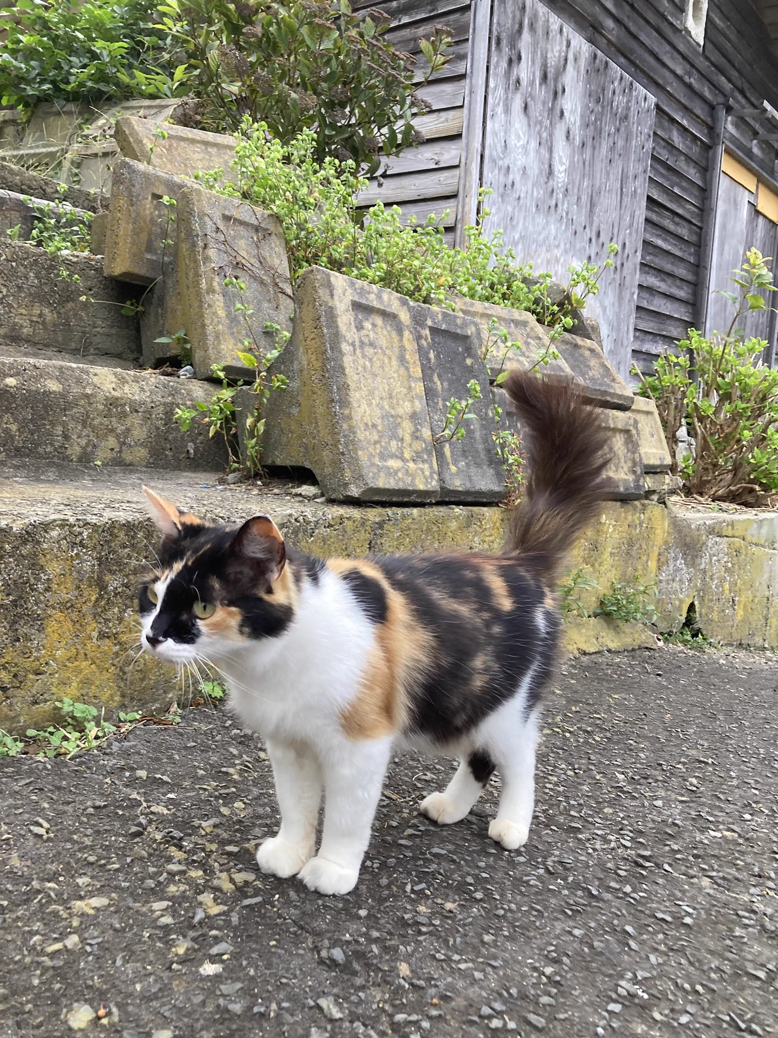 クロネコ堂@田代島 on X: 