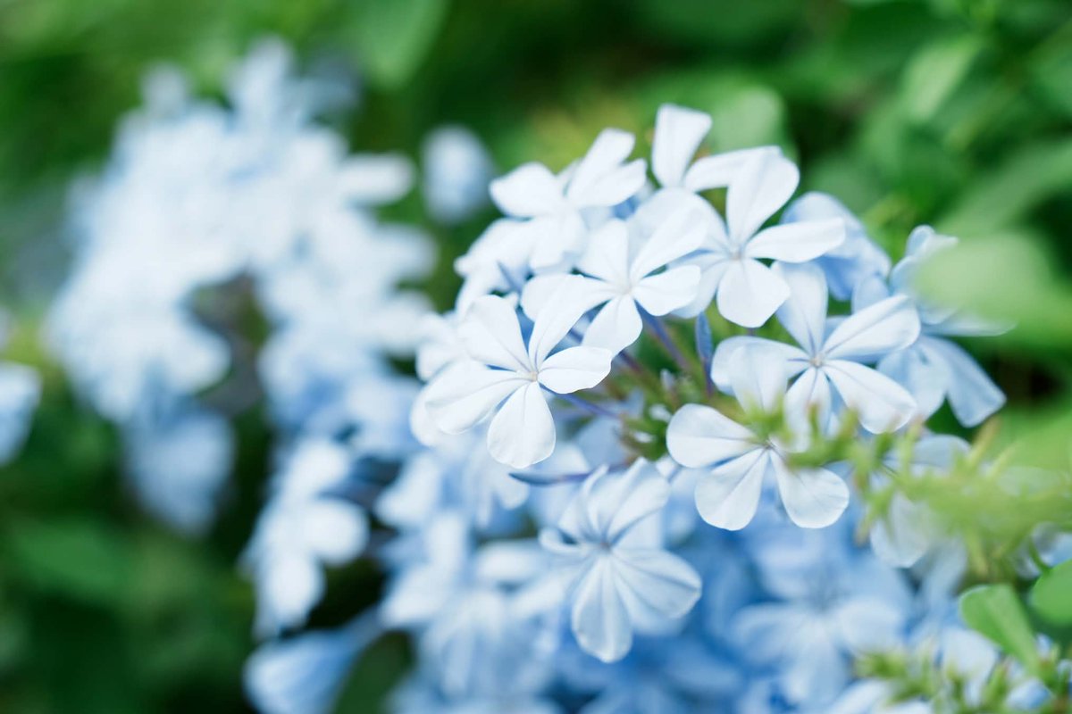 j810618y's tweet photo. 久しぶりに写真を撮りに行ったら、Figaroさんに似合う青系の花を見つけたのでパシャリ📸
今年も残り3ヶ月！来年は日本のネモフィラ畑を見に行きたいです。
Figaroさんの一番好きな花は何ですか💐

#ふぃがろ #Figallery https://t.co/y8R7UEkumL