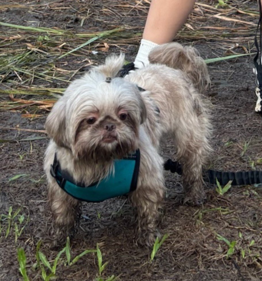 ImKariri's tweet photo. Nak okay ka lng ba
KRYSTARI PURINA FUNRUN
#KRYSTARI #KrystalMejes https://t.co/Z8umRDKOYJ