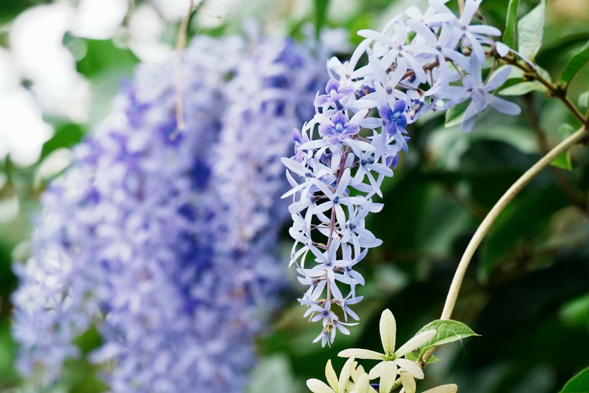 j810618y's tweet photo. 久しぶりに写真を撮りに行ったら、Figaroさんに似合う青系の花を見つけたのでパシャリ📸
今年も残り3ヶ月！来年は日本のネモフィラ畑を見に行きたいです。
Figaroさんの一番好きな花は何ですか💐

#ふぃがろ #Figallery https://t.co/y8R7UEkumL