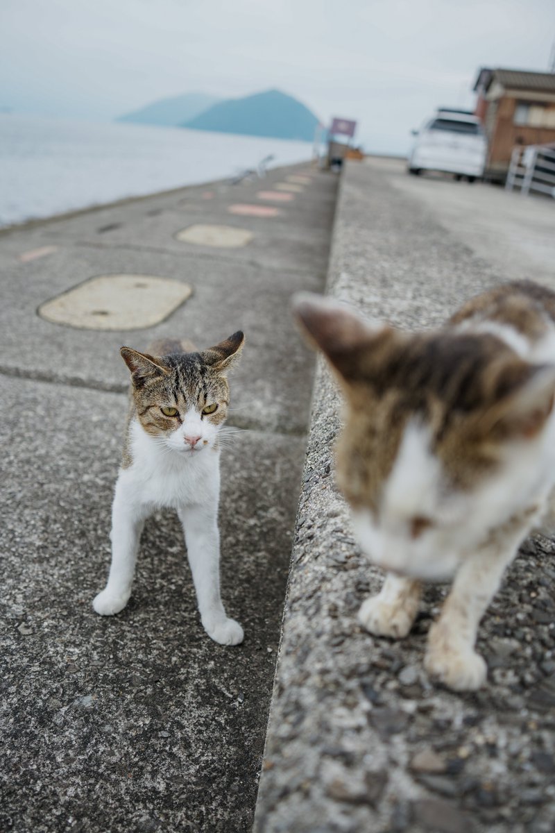 _keisuke_ke's tweet photo. #佐柳島
#猫
#写真
#photo
#Sony
#α7IV https://t.co/4CcvDvbQoM