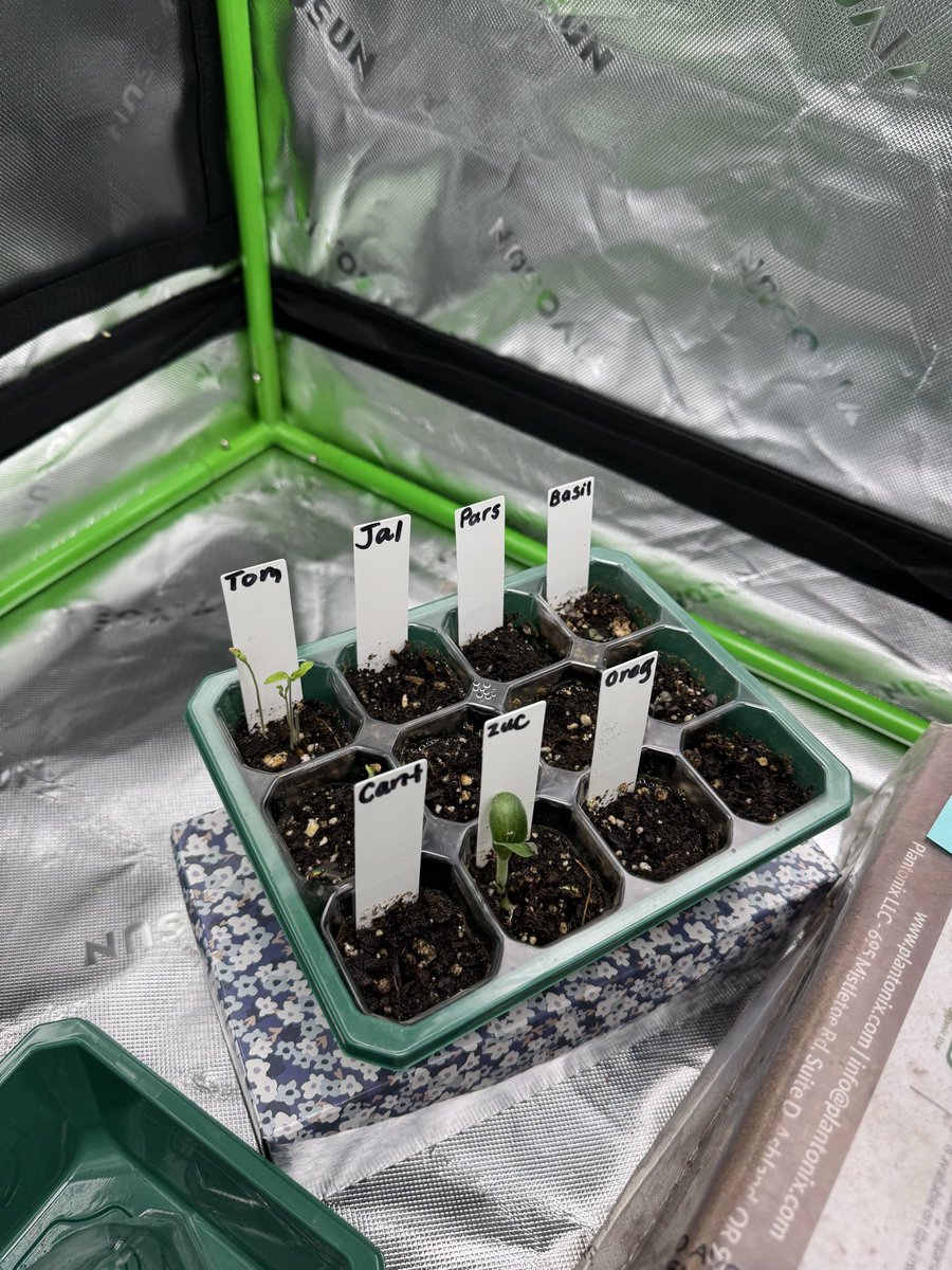 GrowJournalpf's tweet photo. This is def going to be a journey!

5JoM2smMHfhnX5Qkaphm3ZR6mQUVdt81rVdhPBiEpump

Day 4 for $GROW and these lovely ladies will be getting their first dose of nutrients this afternoon. 

So far the fees from @pumpfun have hit our goal for a 5x5 tent upgrade! Let’s $GROW https://t.co/OveNkZoOgt