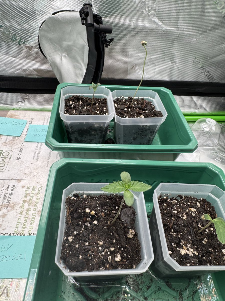 GrowJournalpf's tweet photo. This is def going to be a journey!

5JoM2smMHfhnX5Qkaphm3ZR6mQUVdt81rVdhPBiEpump

Day 4 for $GROW and these lovely ladies will be getting their first dose of nutrients this afternoon. 

So far the fees from @pumpfun have hit our goal for a 5x5 tent upgrade! Let’s $GROW https://t.co/OveNkZoOgt