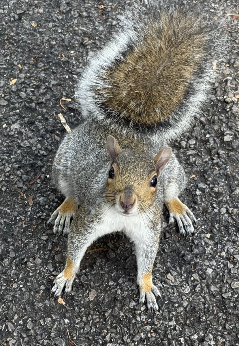 BromptonBunch's tweet photo. Top marks to this squirrel customer for accessorising so beautifully with orange mittens #SquirrelScrolling https://t.co/gj0uo7q0HG