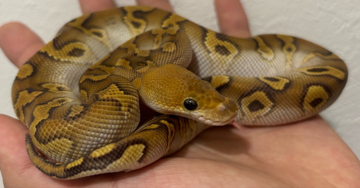 R_I_A_python's tweet photo. まじで良すぎる。
0.1 Cypress mojave clown

販売中です。
赤さと腹のシルバーの色上がり、満点。
惹かれすぎてる。 https://t.co/mmf6ejSvkZ
