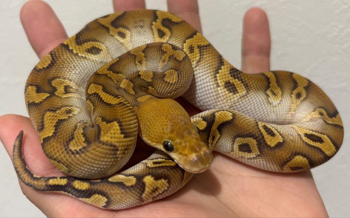 R_I_A_python's tweet photo. まじで良すぎる。
0.1 Cypress mojave clown

販売中です。
赤さと腹のシルバーの色上がり、満点。
惹かれすぎてる。 https://t.co/mmf6ejSvkZ