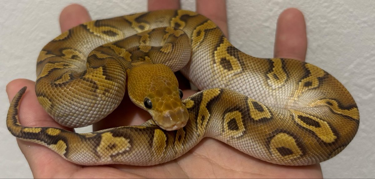 R_I_A_python's tweet photo. まじで良すぎる。
0.1 Cypress mojave clown

販売中です。
赤さと腹のシルバーの色上がり、満点。
惹かれすぎてる。 https://t.co/mmf6ejSvkZ