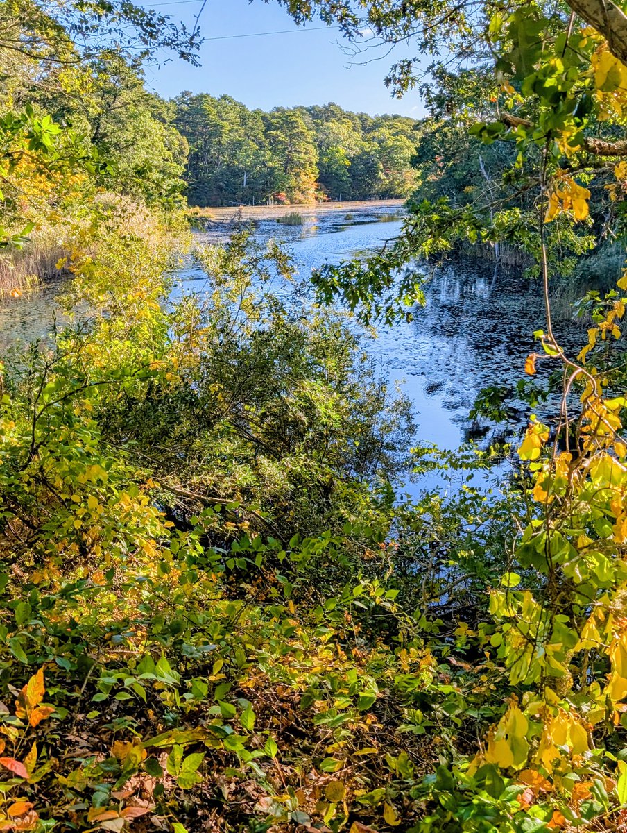 cod_seal's tweet photo. Nascent fall color! National Seashore https://t.co/sSp6AQFrUE
