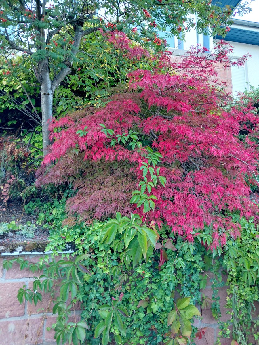 eurisko7's tweet photo. Die Mauer vorm Haus im Herbst 🍂🧡 https://t.co/5pNuLBFLkM